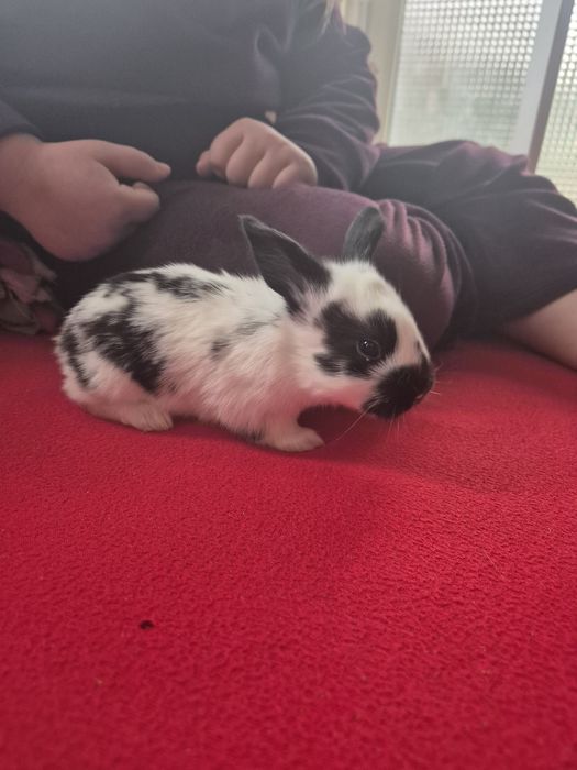 Iepuri fluture german