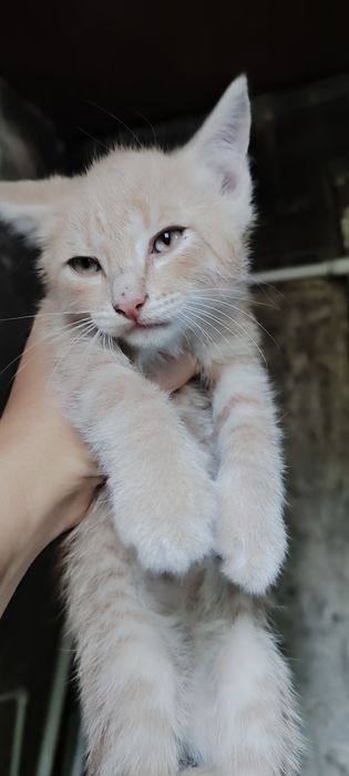 Отдаю котят в добрые руки