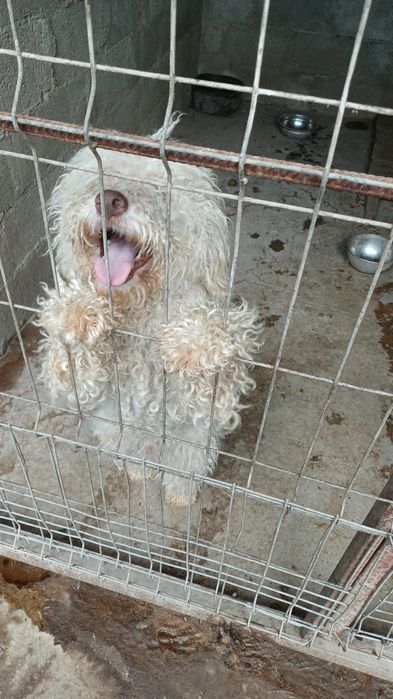Lagotto  de trufe, cu pedigree!