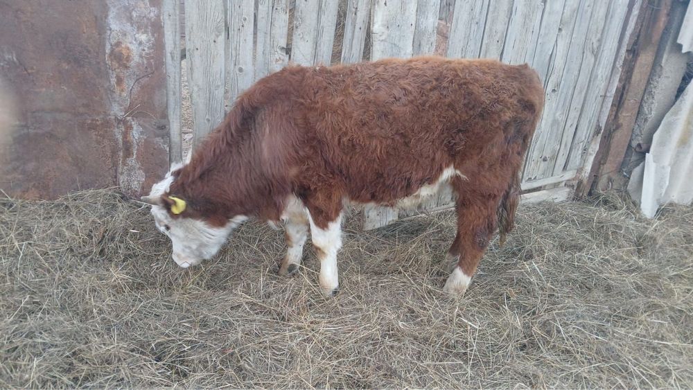 Корова / бык сиыр