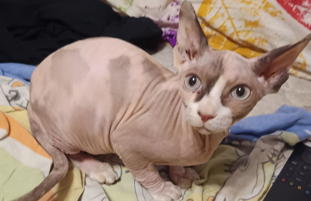Женско коте сфинкс