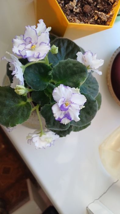 Продам комнатные растения