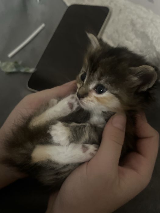 отдам котят в добрые руки