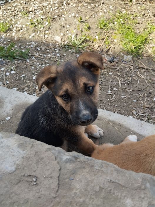 Kuchuk bolasi sotiladi