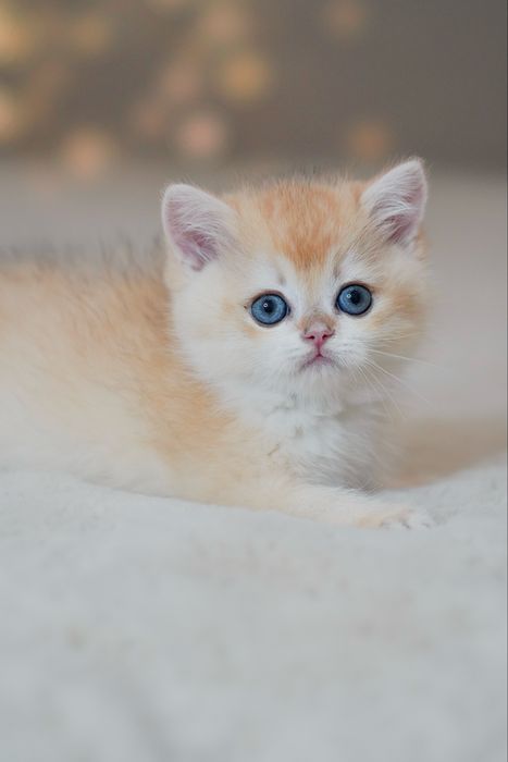 Британская золотая шиншилла