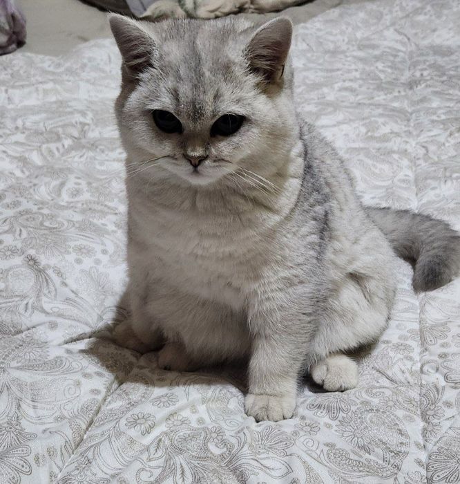 британский короткошерстный котенок окраса серебристая шиншилла.