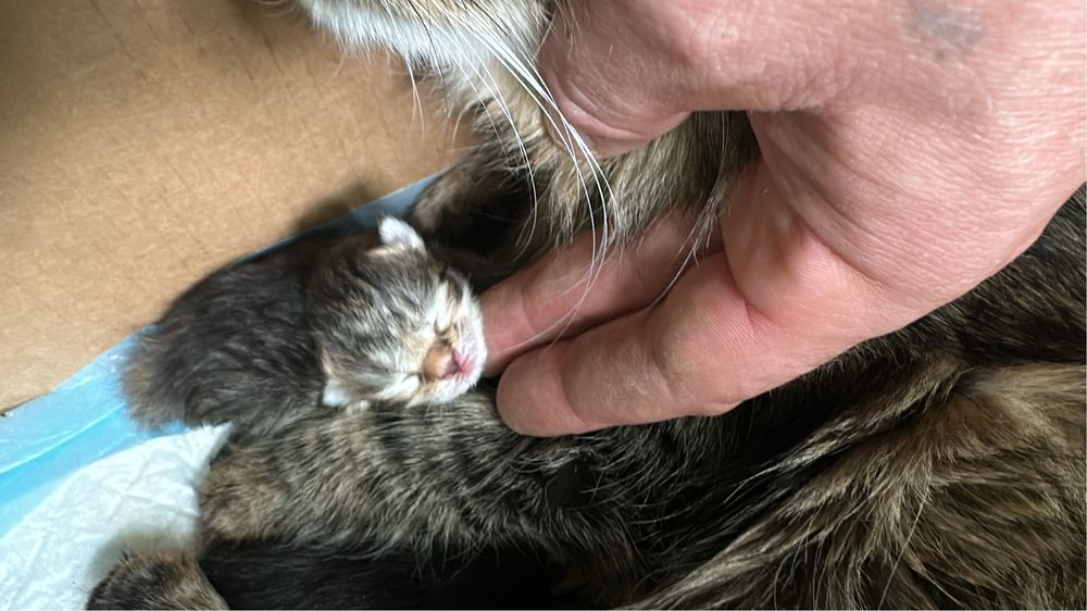 Красивые котята в добрые руки