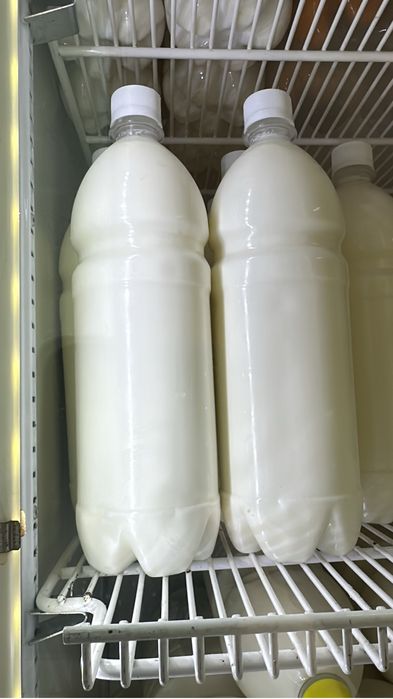 Кымыз шубат таза