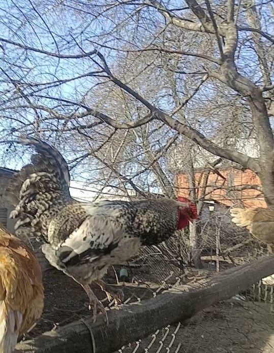 Продам инкубационные яйца