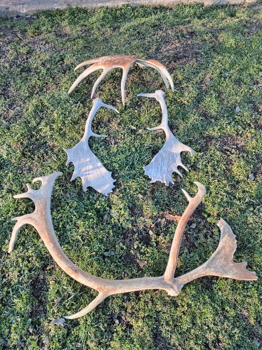 Стари рогa от  елен лопатар,лос и карибу.Трофей.