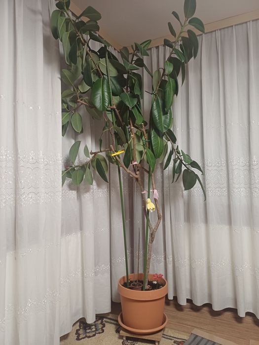 Vând Ficus mare are h=2.20 m și 40 ani.