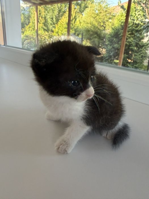 В добрые руки котенок мальчик