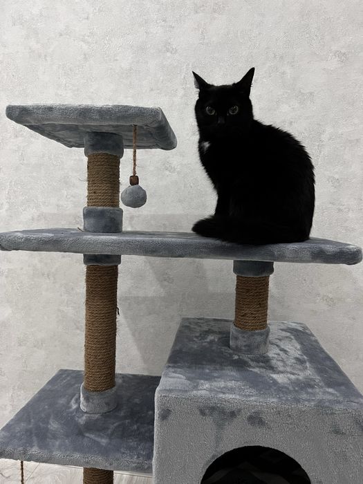 Домик для котенка