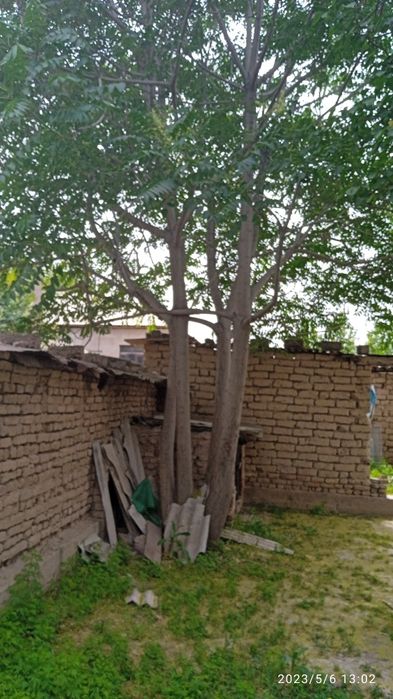 Катта Ўрик ва яна 2 та дарахт сотилади