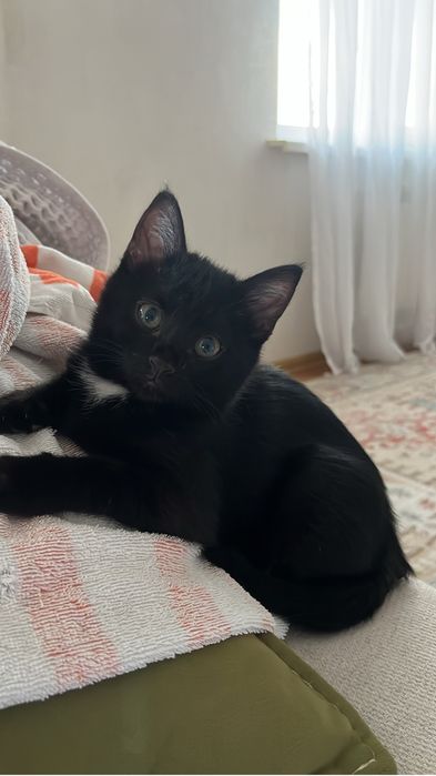 отдам котенка в добрые руки.
