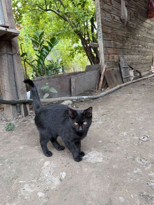 Котенок в хорошие руки