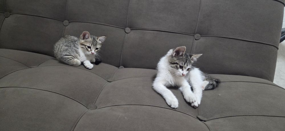 Отдам котят добрые руки