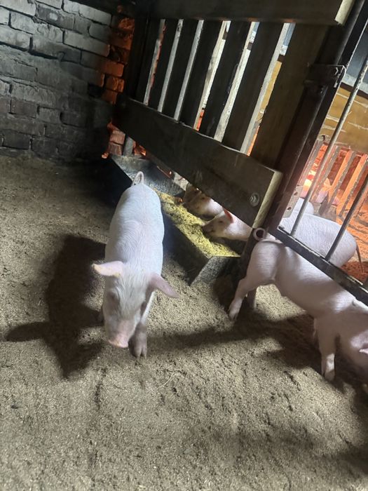 Продам поросят район Опытное поле