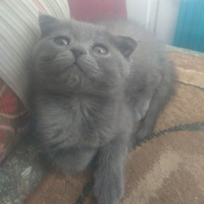 Продается котенок