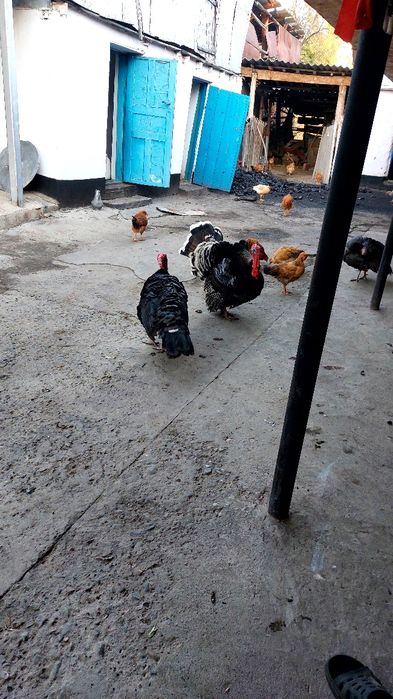 Индюки крупные продам