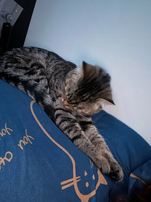 Отдам кота и кошку