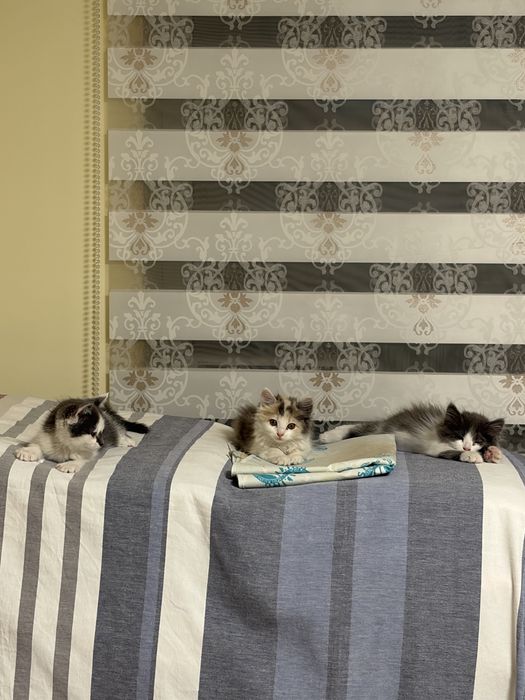 Отдам котят в хорошие руки