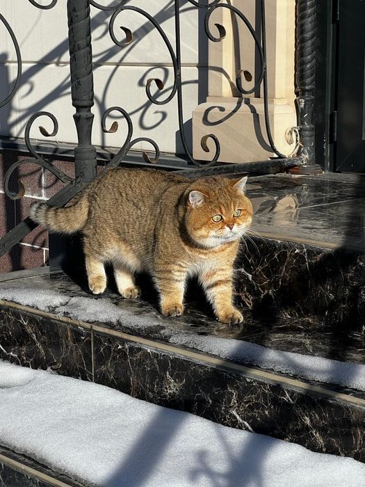 Британские котята