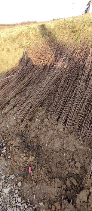 Puieti salcâm frasin fag carpen ulm plop mesteacăn brad molid Tei arin