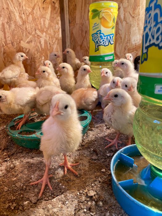 Балапандар сатылады