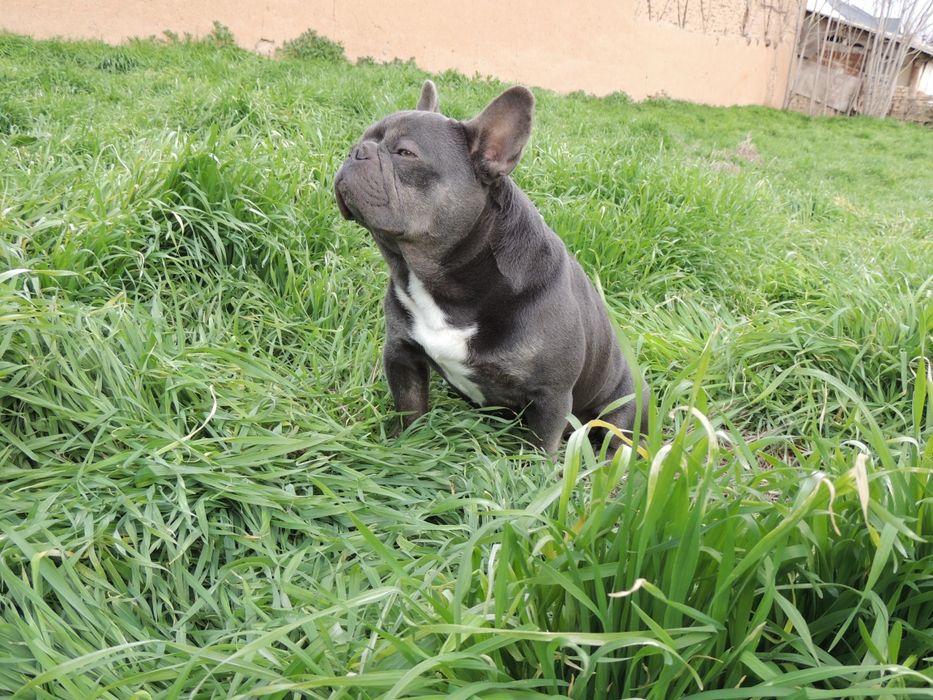 Жених французского бульдога ищет невесту !