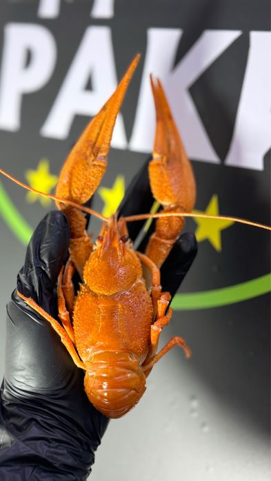 Раки мидии форель семга