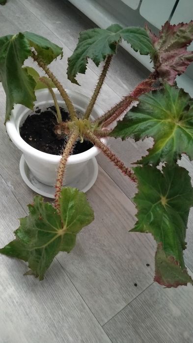 Продам комнатные цветы