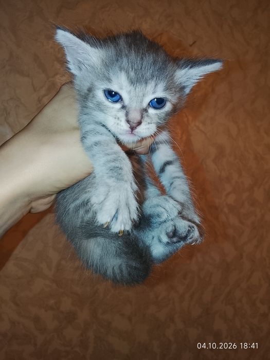 Отдам котят в добрые руки