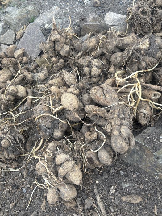 Продам садовые цветы