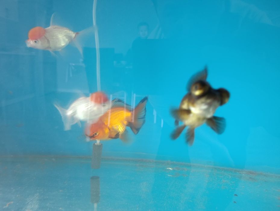 Золотыe рыбки, орнада, телескоп, золотая рыбка