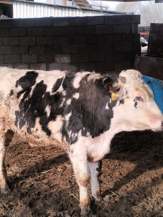 Сельхозживотное бык