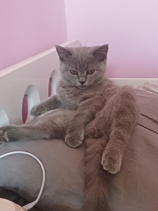 Продаётся кошка, породистая, Британская