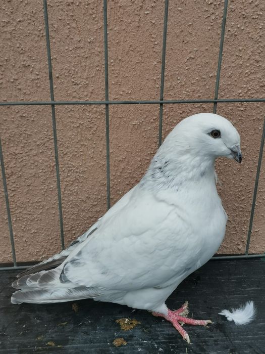 Vând porumbei standard