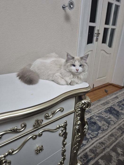 продаётся чистокровный рэгдолл