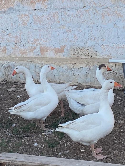 Қаздар и тауықтар Сатылады или обмен қойға