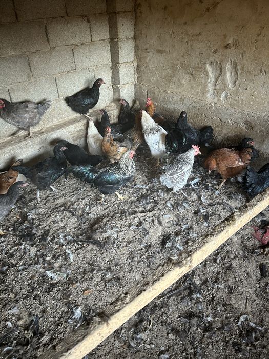 Тауық сатылады келісеміз