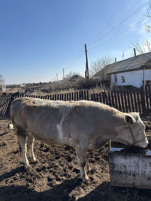 Продам бычков на откорме
