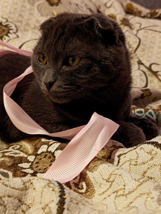 Срочно отдам кота!. !!