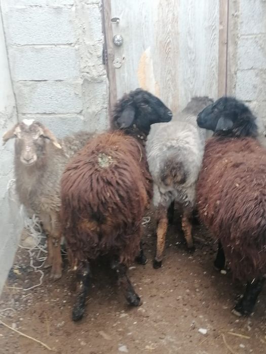 Ургашы токтылар..