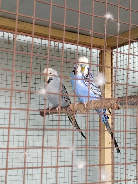 Клетка вольер железный