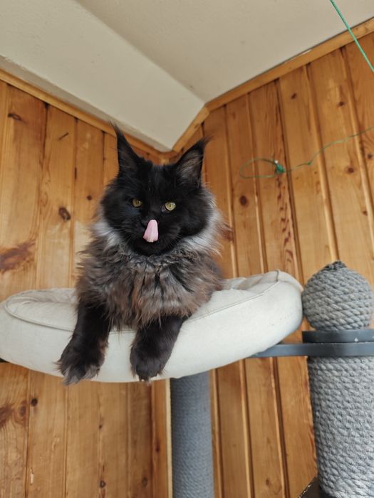 Котенок Мейн кун