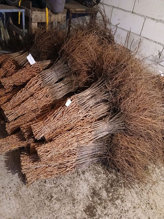 Vând butași vita de vie altoita