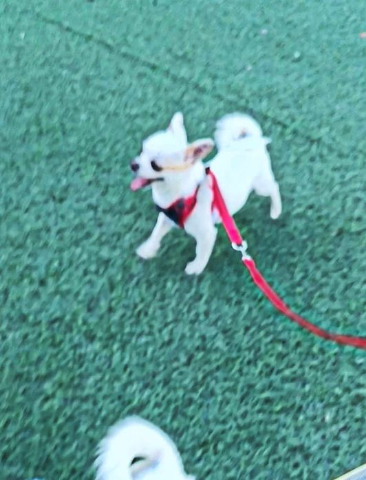 Мини щенок чихуахуа