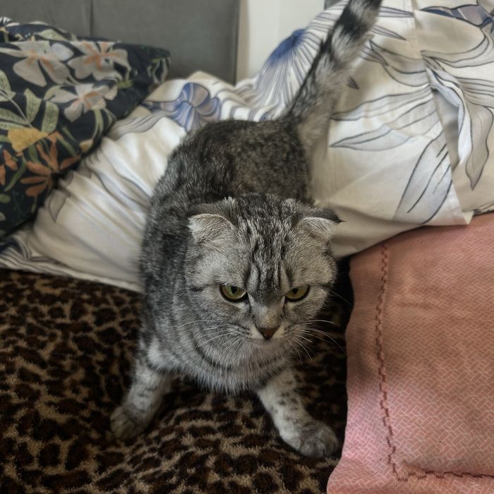 Шадтланская вислаухая