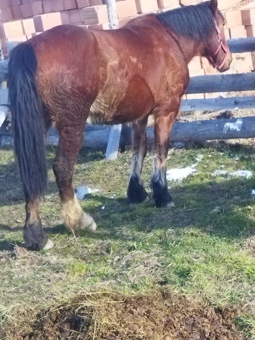 Mânză de 2 mai multe detalii la tel